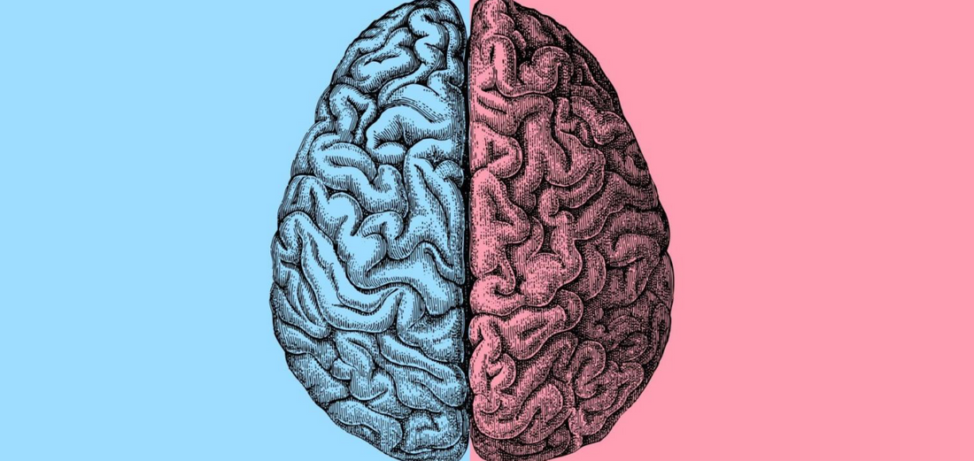 Il cervello femminile esiste?