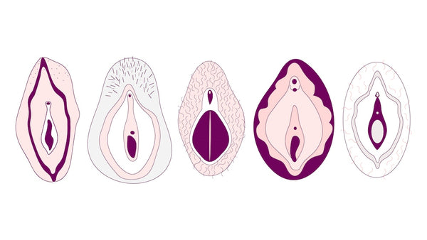 Vulva o vagina?